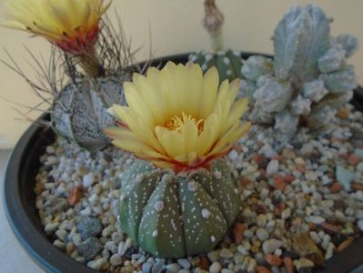 Astrophytum asterias hb.