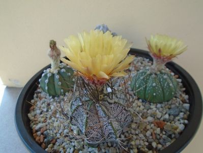 Astrophytum capricorne