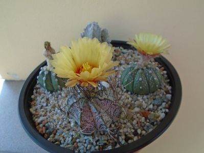 Astrophytum capricorne