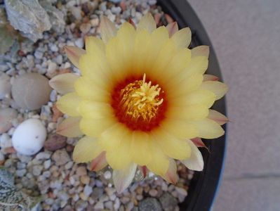 Astrophytum capricorne