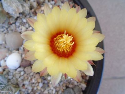 Astrophytum capricorne