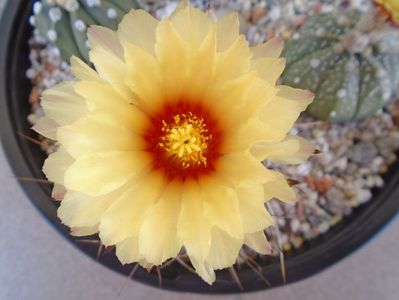 Astrophytum capricorne