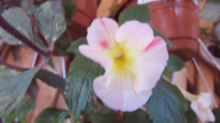 Strawberry Lemon