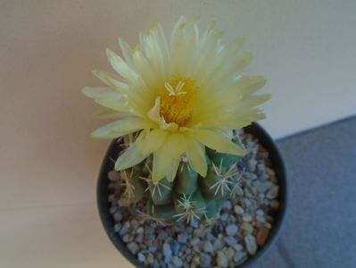 Thelocactus leucacanthus