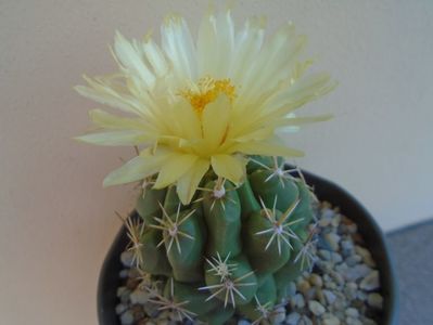 Thelocactus leucacanthus