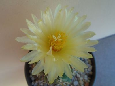 Thelocactus leucacanthus