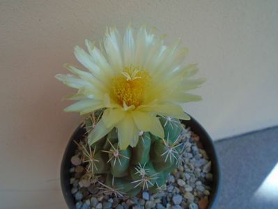 Thelocactus leucacanthus