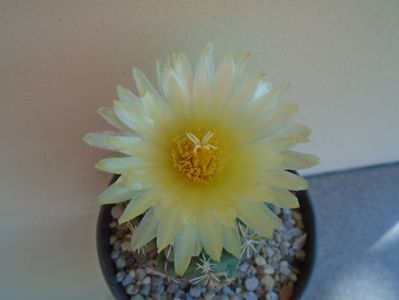 Thelocactus leucacanthus