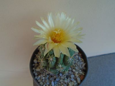 Thelocactus leucacanthus