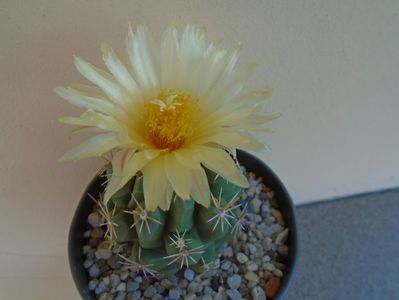 Thelocactus leucacanthus