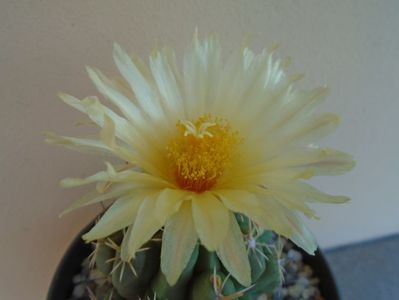 Thelocactus leucacanthus