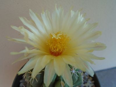 Thelocactus leucacanthus