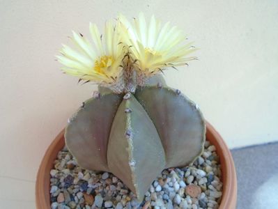 Astrophytum myriostigma