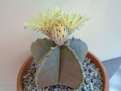 Astrophytum myriostigma