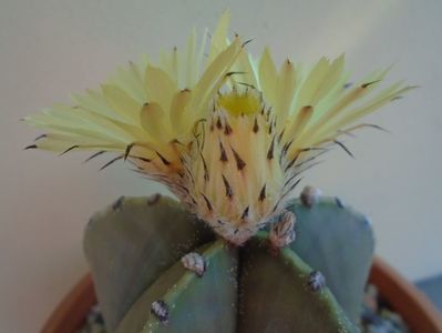 Astrophytum myriostigma