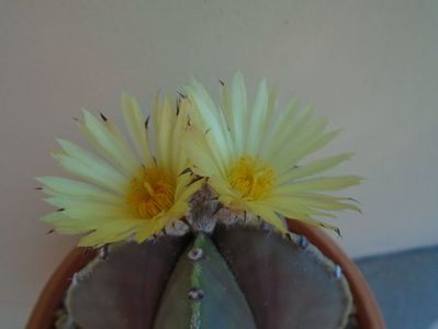 Astrophytum myriostigma