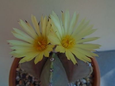 Astrophytum myriostigma