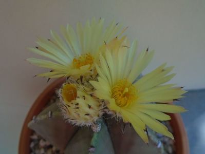 Astrophytum myriostigma