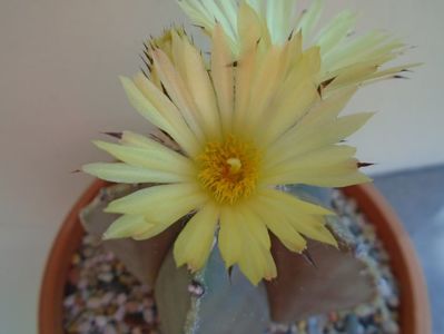 Astrophytum myriostigma