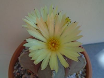 Astrophytum myriostigma