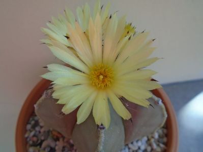 Astrophytum myriostigma