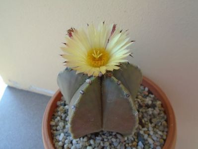 Astrophytum myriostigma