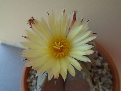 Astrophytum myriostigma