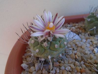 Turbinicarpus hibrid