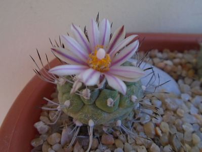 Turbinicarpus hibrid