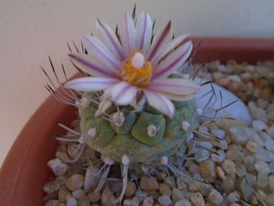 Turbinicarpus hibrid