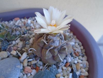 Turbinicarpus macrochele