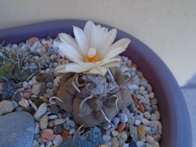 Turbinicarpus macrochele