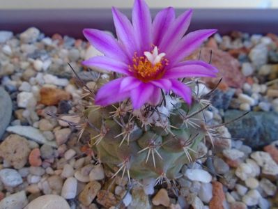 Turbinicarpus viereckii