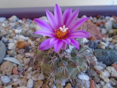 Turbinicarpus viereckii