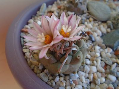 Turbinicarpus schwarzii v. rubriflorus