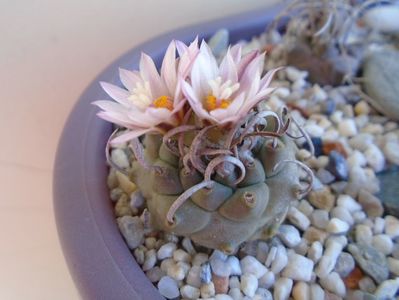 Turbinicarpus schwarzii v. rubriflorus