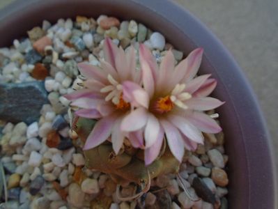 Turbinicarpus schwarzii v. rubriflorus