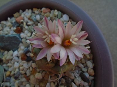 Turbinicarpus schwarzii v. rubriflorus