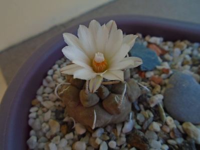 Turbinicarpus macrochele