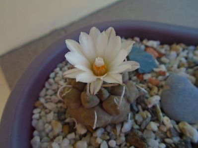 Turbinicarpus macrochele