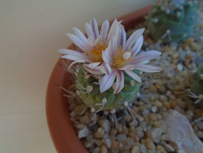 Turbinicarpus hibrid