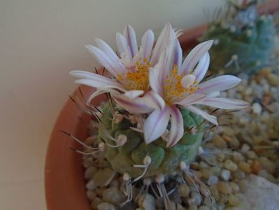 Turbinicarpus hibrid