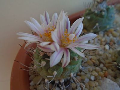 Turbinicarpus hibrid