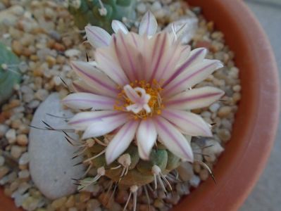 Turbinicarpus hibrid