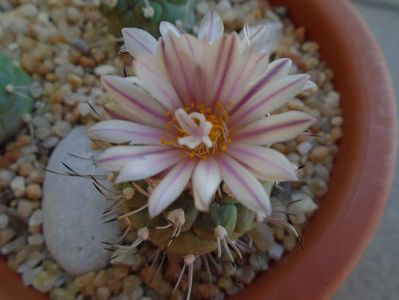 Turbinicarpus hibrid