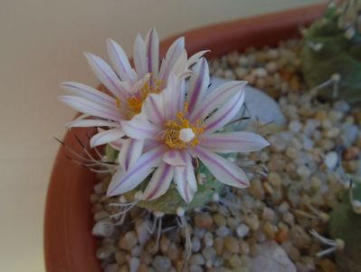 Turbinicarpus hibrid