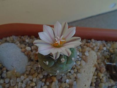 Turbinicarpus hibrid