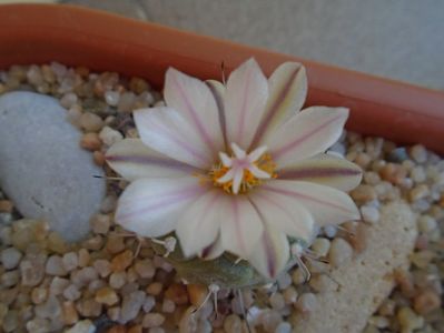 Turbinicarpus hibrid