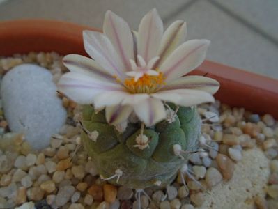 Turbinicarpus hibrid