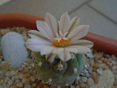 Turbinicarpus hibrid